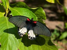 Thailand2009-OddsAndEnds-001